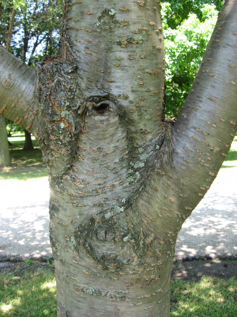 Japanese Flowering Cherry photo 3