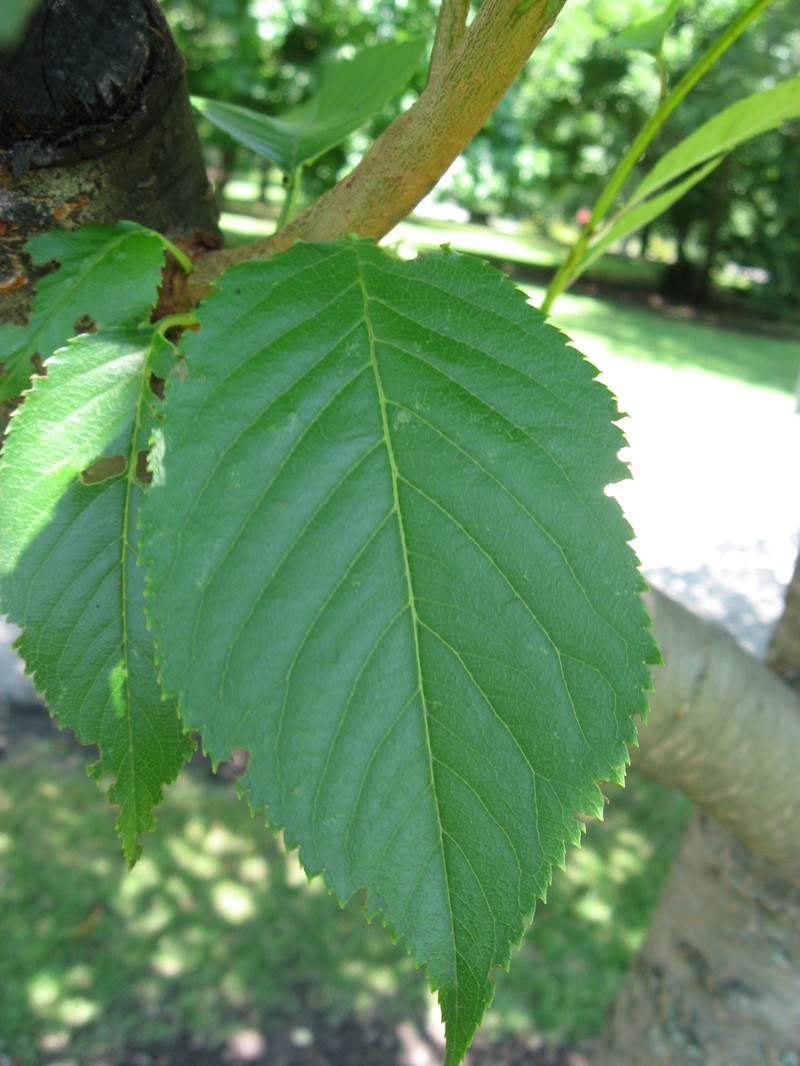 Japanese Flowering Cherry photo 4