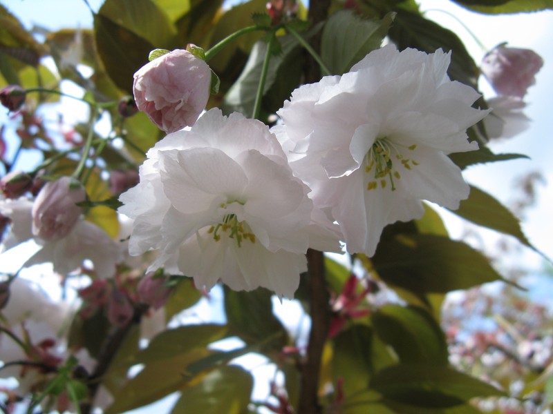 Japanese Flowering Cherry photo 5