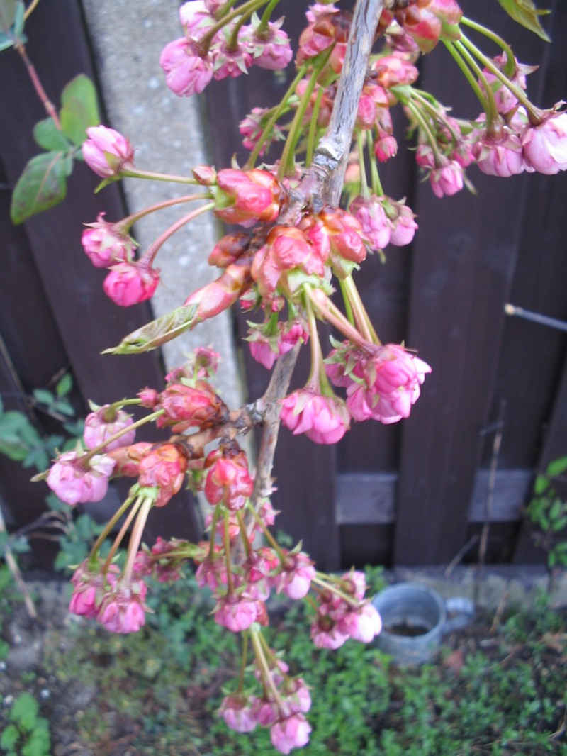 Japanese Flowering Cherry photo 6