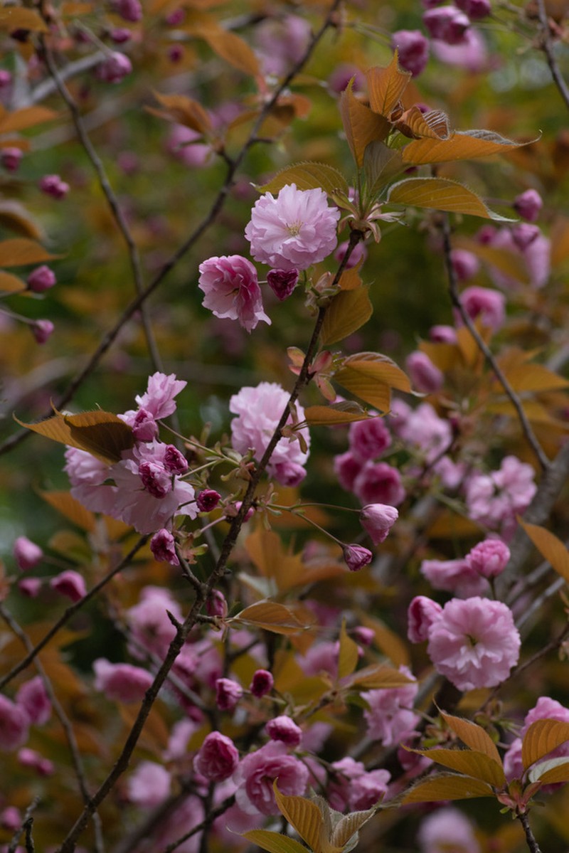 Japanese Flowering Cherry photo 7