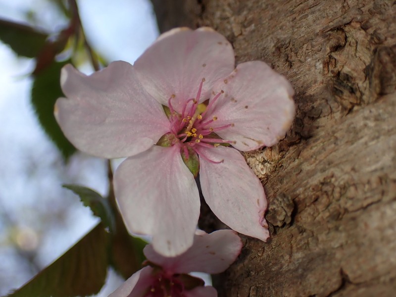 Japanese Flowering Cherry photo 8