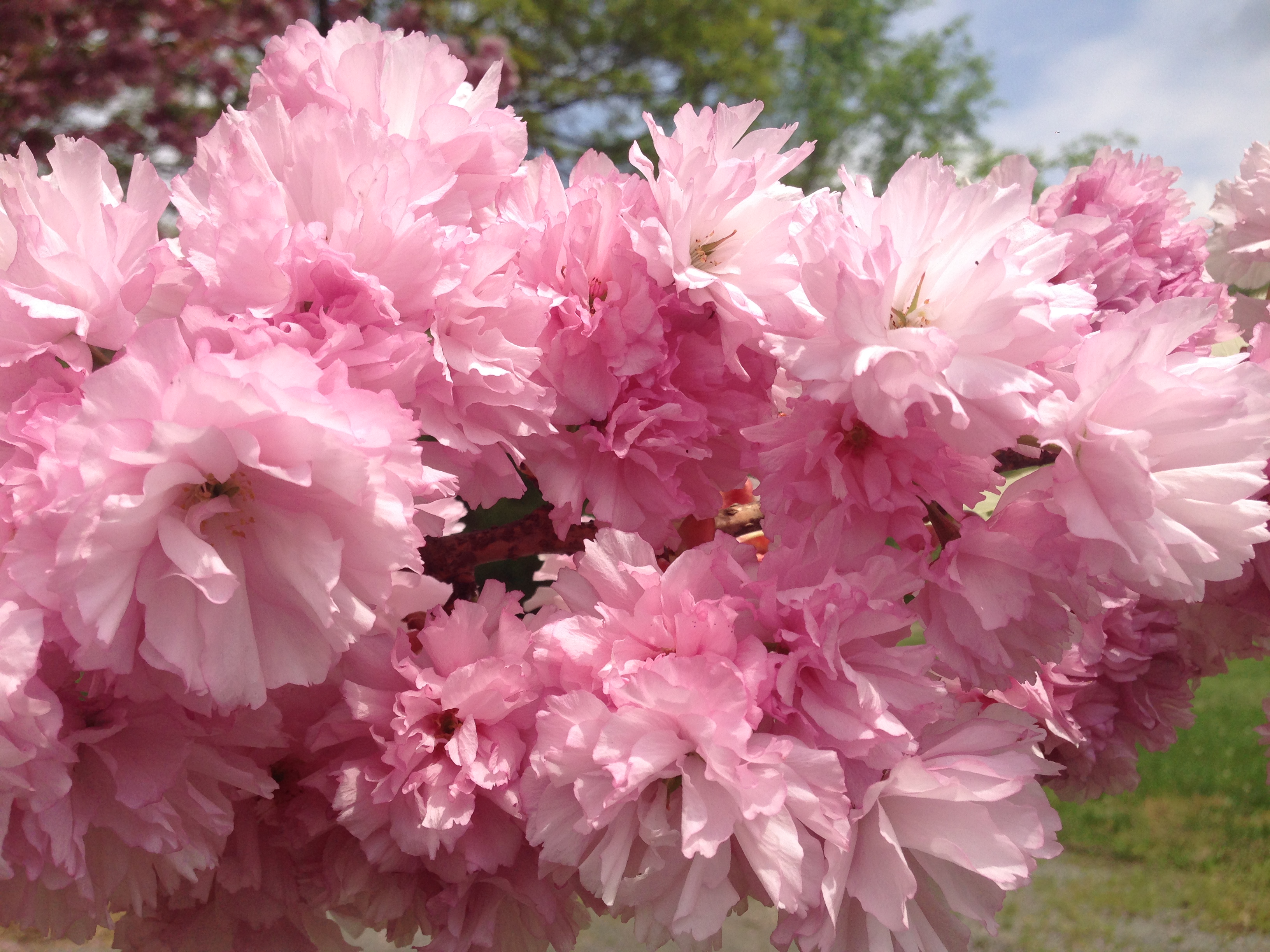 Japanese Flowering Cherry photo 2