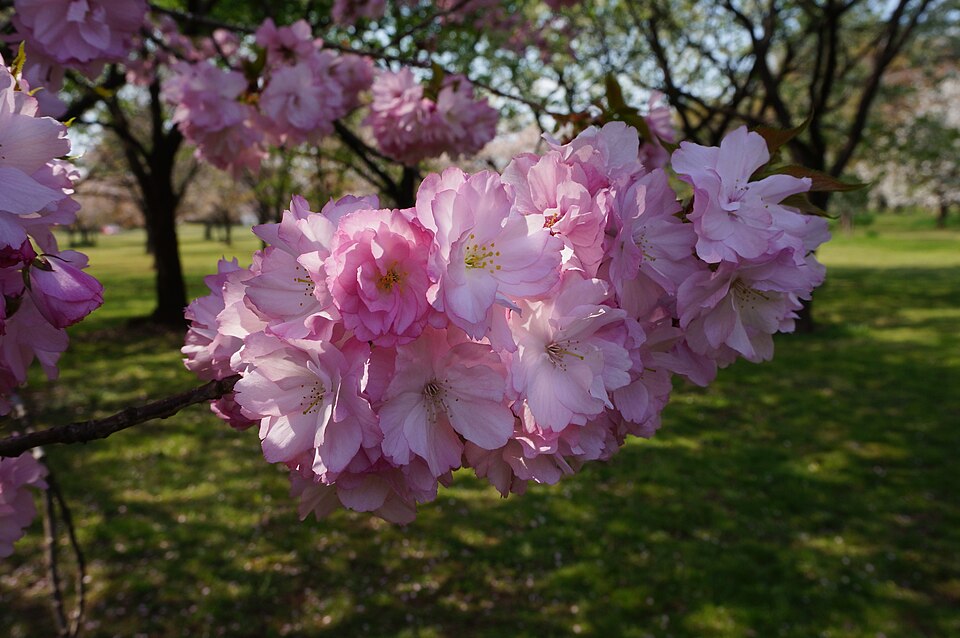 Japanese Flowering Cherry photo 3