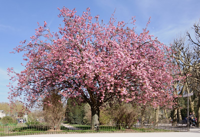Japanese Flowering Cherry