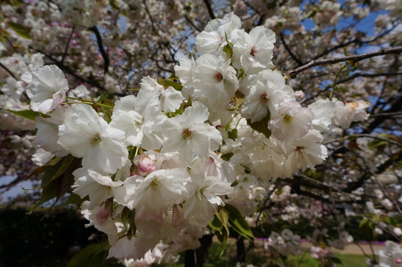 Japanese Flowering Cherry photo 4