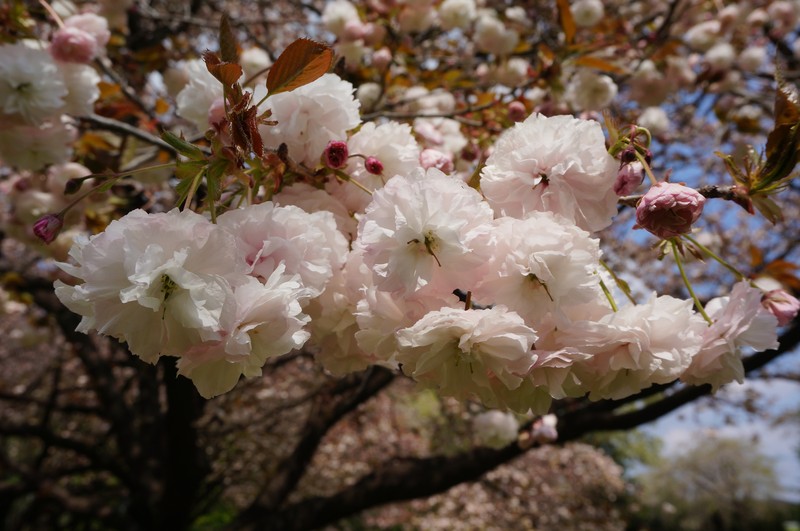 Japanese Flowering Cherry photo 5