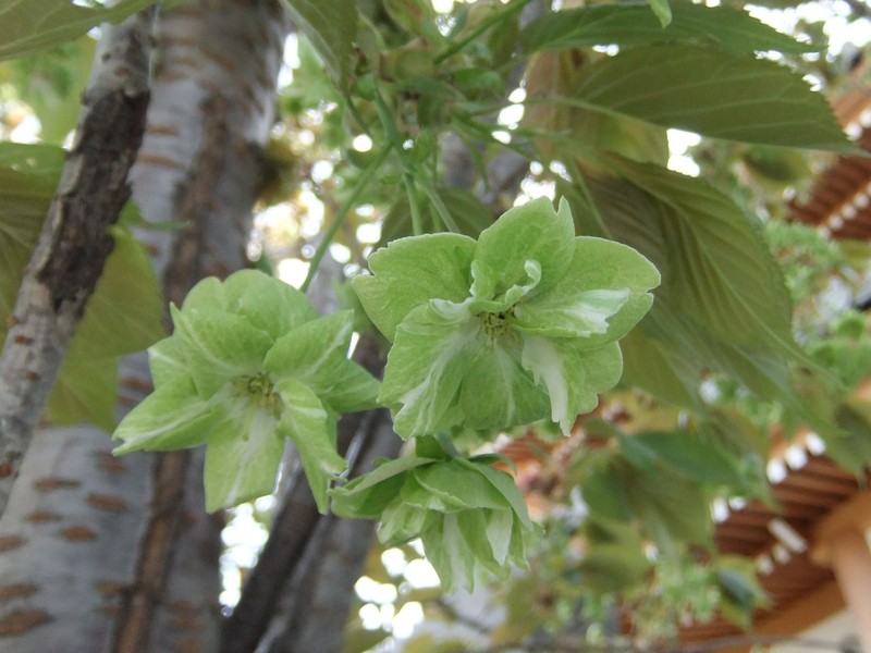 Japanese Flowering Cherry photo 6