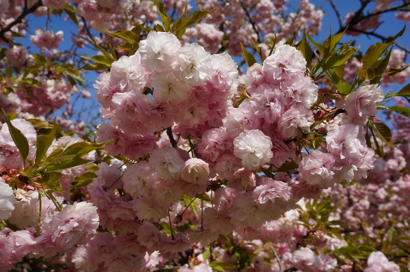 Japanese Flowering Cherry photo 7