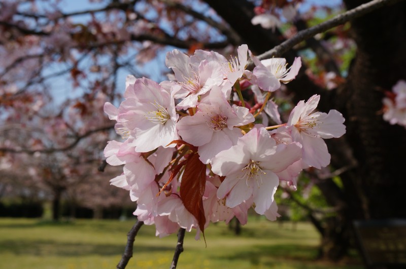 Japanese Flowering Cherry photo 8