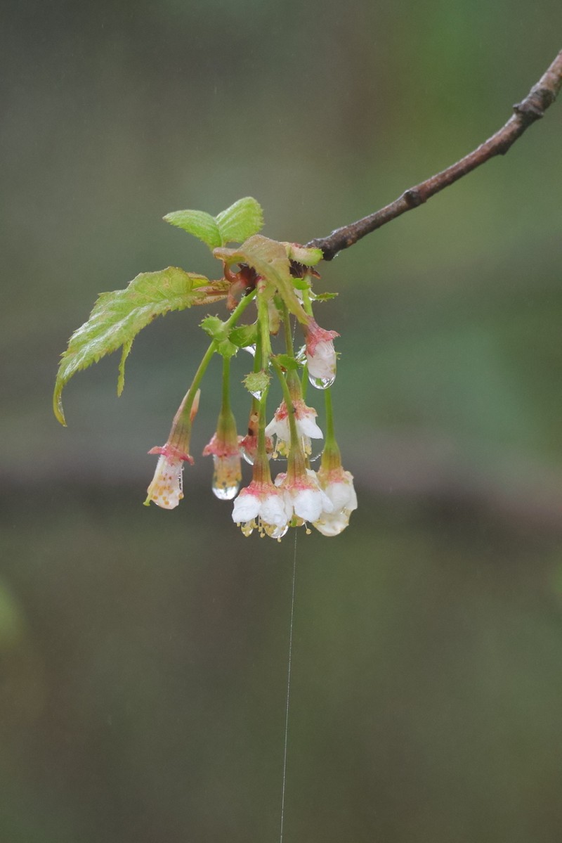 Prunus setulosa