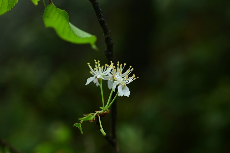 Prunus setulosa photo 2