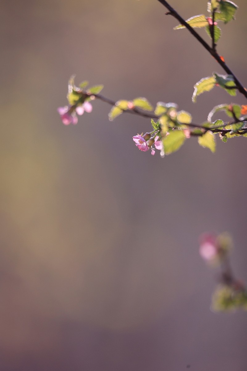 Prunus setulosa photo 3
