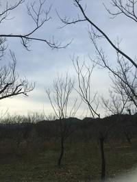 Prunus sibirica