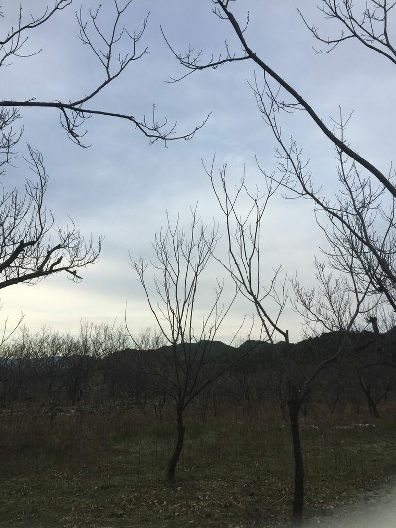 Prunus sibirica