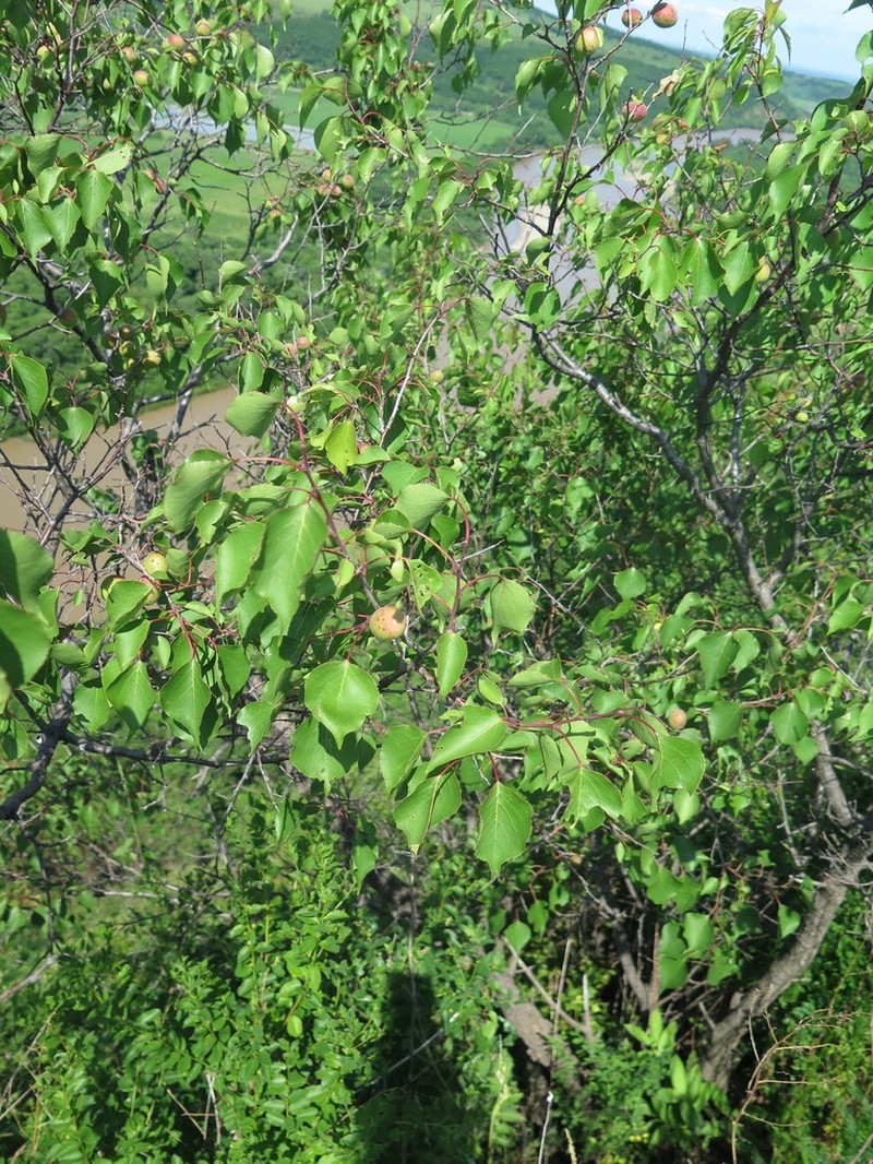 Prunus sibirica photo 2
