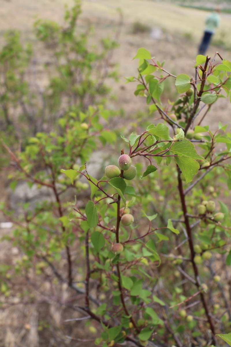 Prunus sibirica photo 4