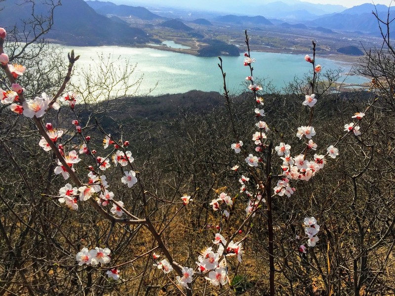 Prunus sibirica photo 5