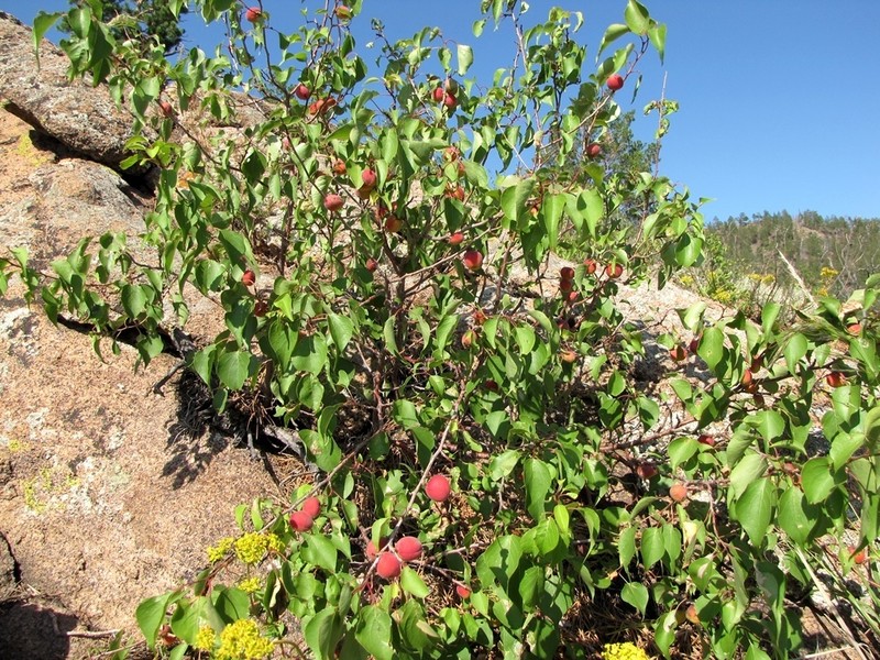 Prunus sibirica photo 6