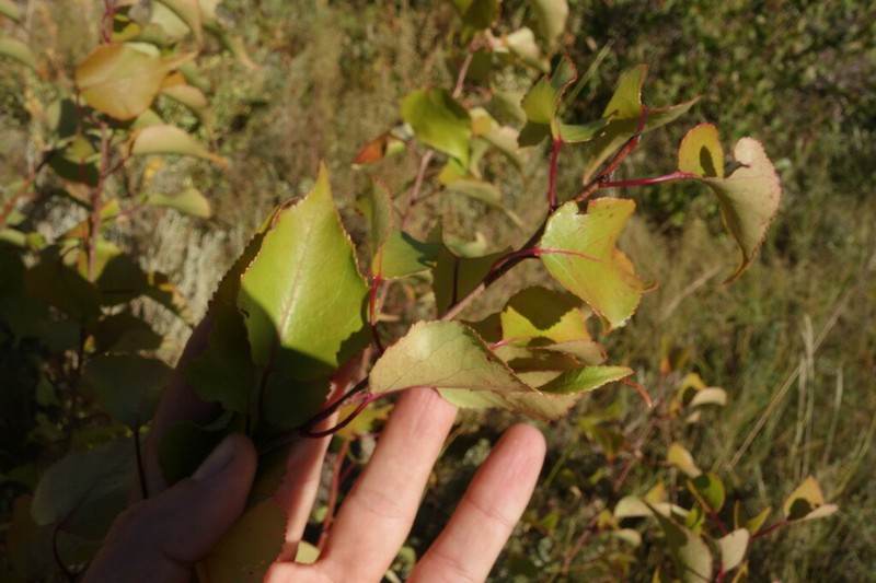 Prunus sibirica photo 7