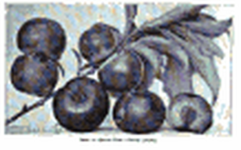 Prunus simonii