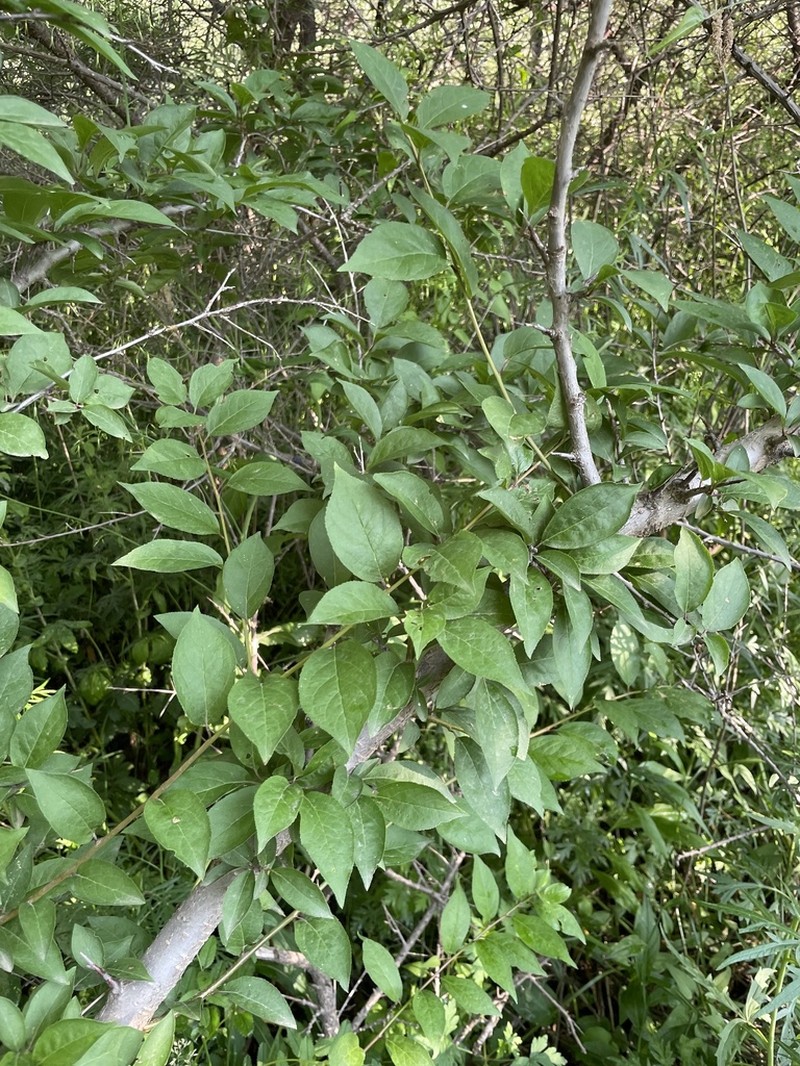 Prunus simonii photo 2