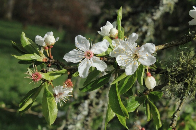 Prunus simonii photo 3