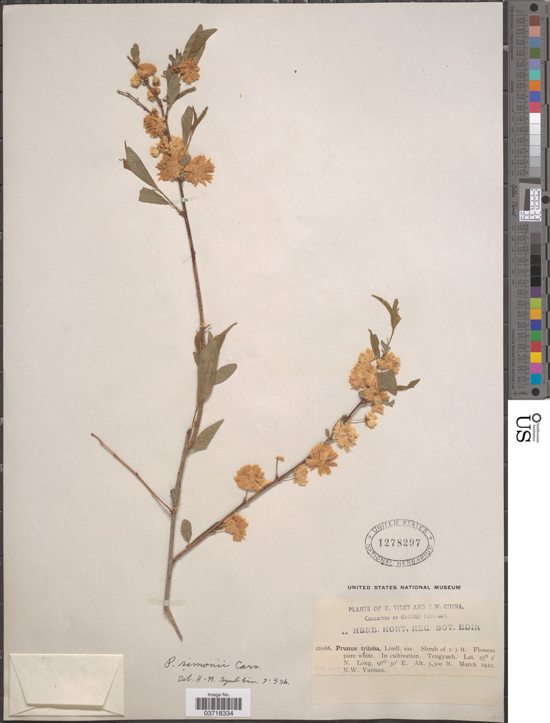 Prunus simonii photo 4