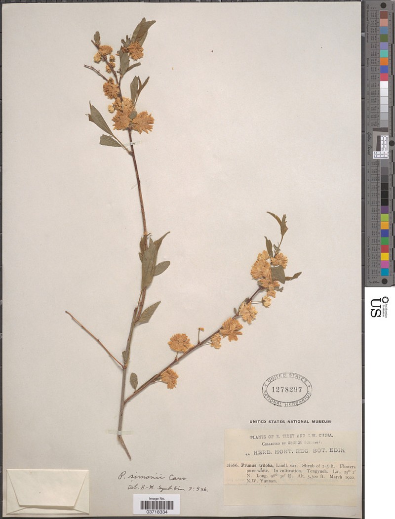Prunus simonii photo 5