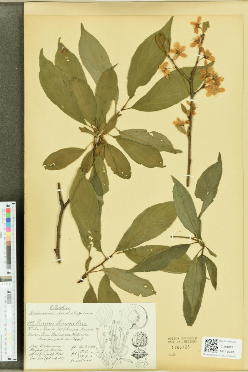 Prunus simonii photo 6