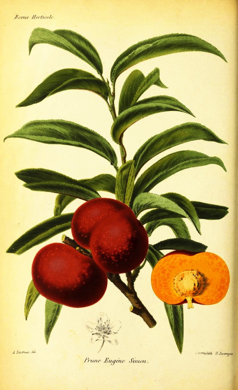Prunus simonii photo 7
