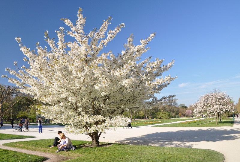 Prunus speciosa