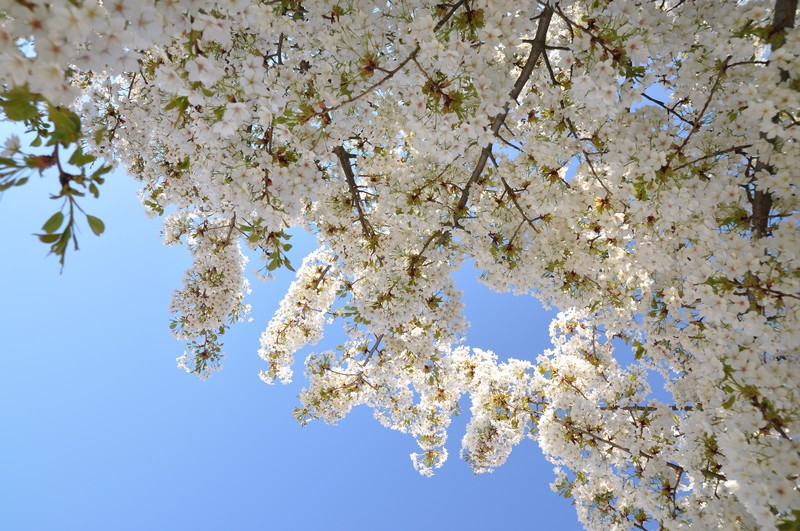 Prunus speciosa photo 2