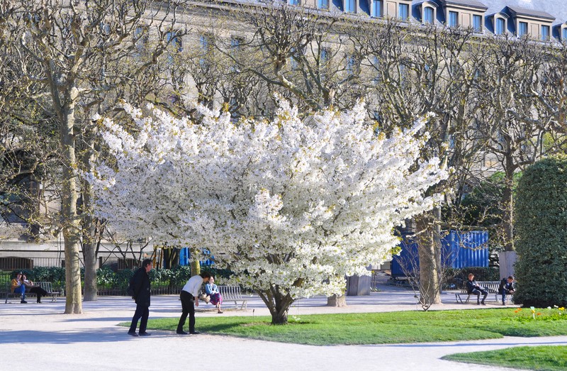 Prunus speciosa photo 3