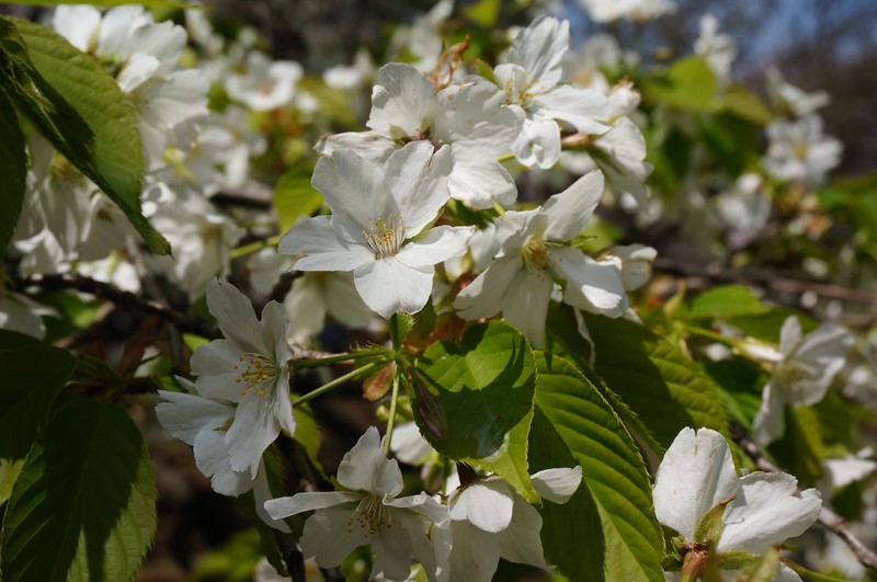 Prunus speciosa photo 4