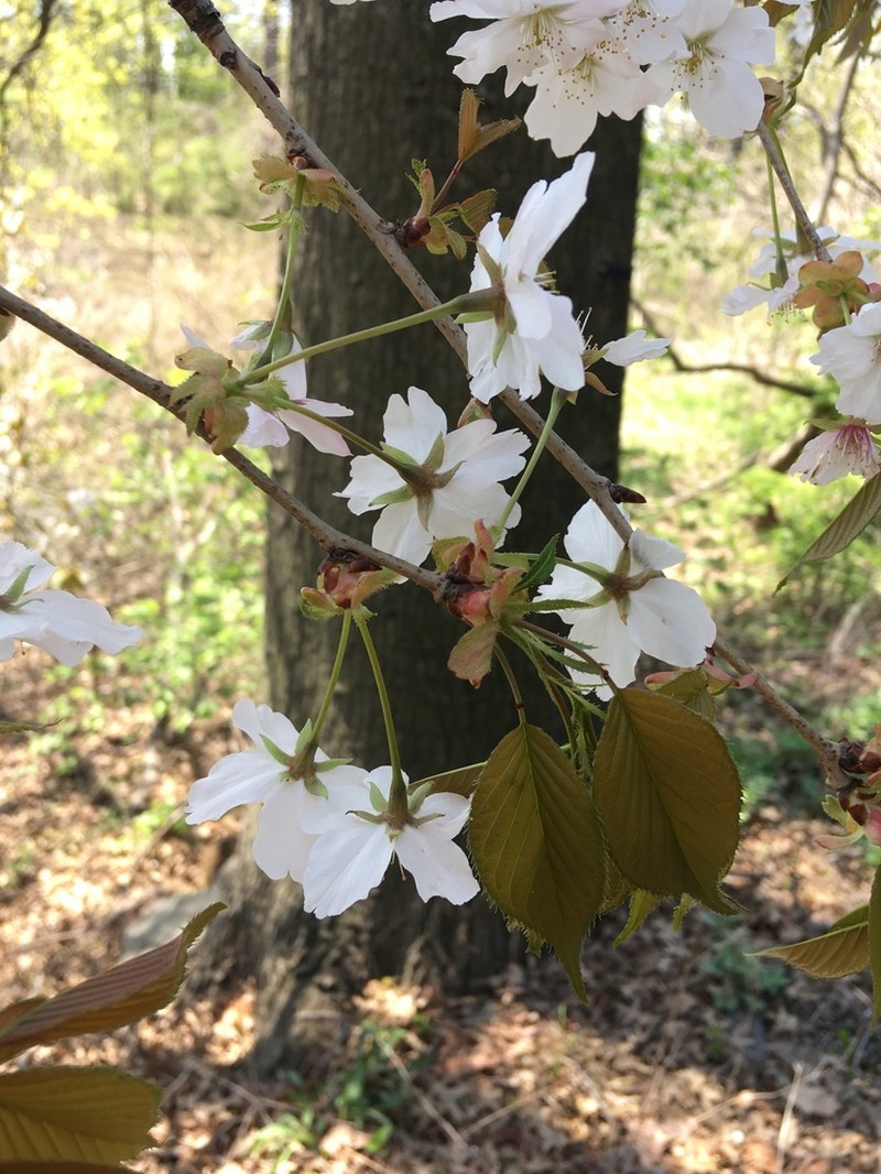 Prunus speciosa photo 5