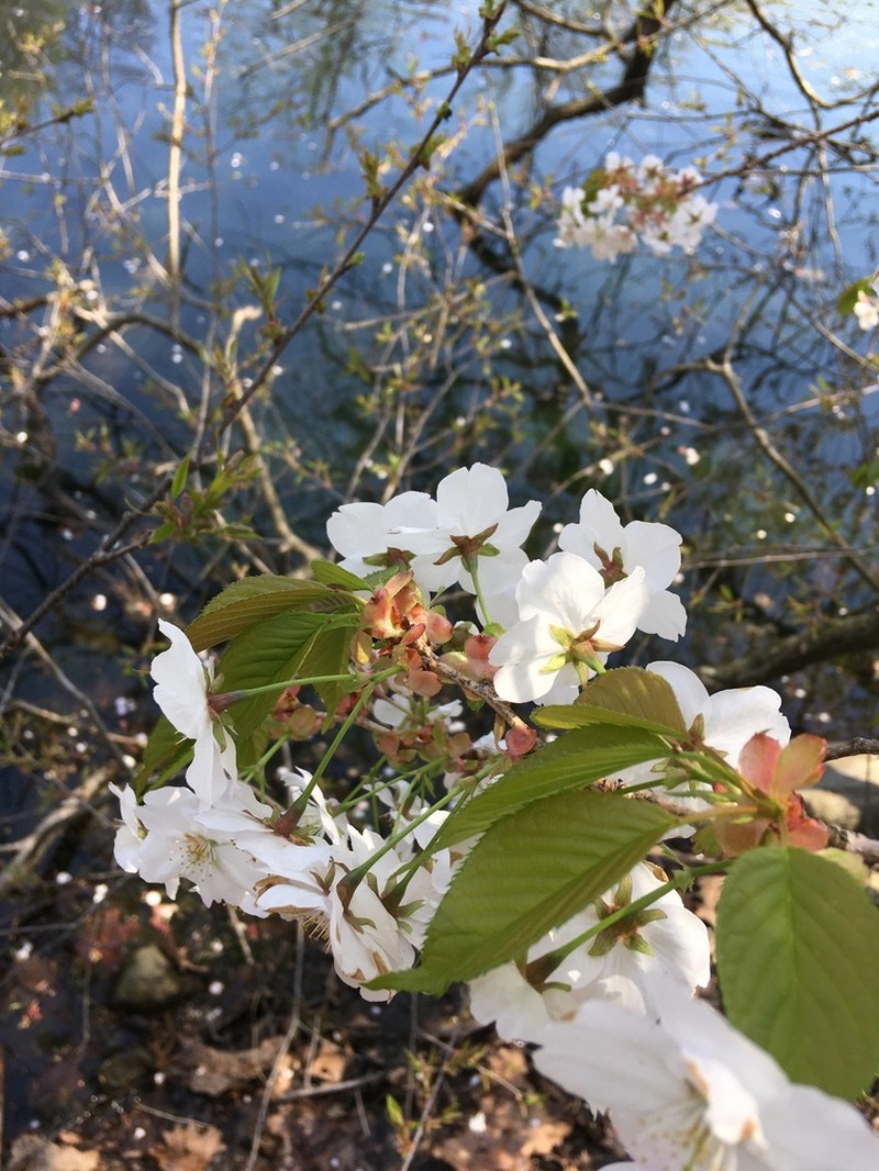 Prunus speciosa photo 6