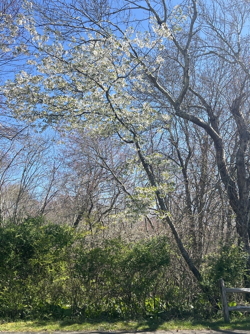 Prunus speciosa photo 8