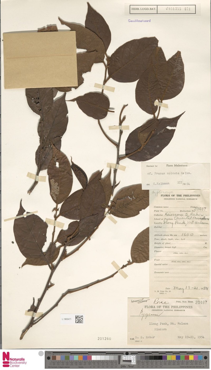 Prunus spicata