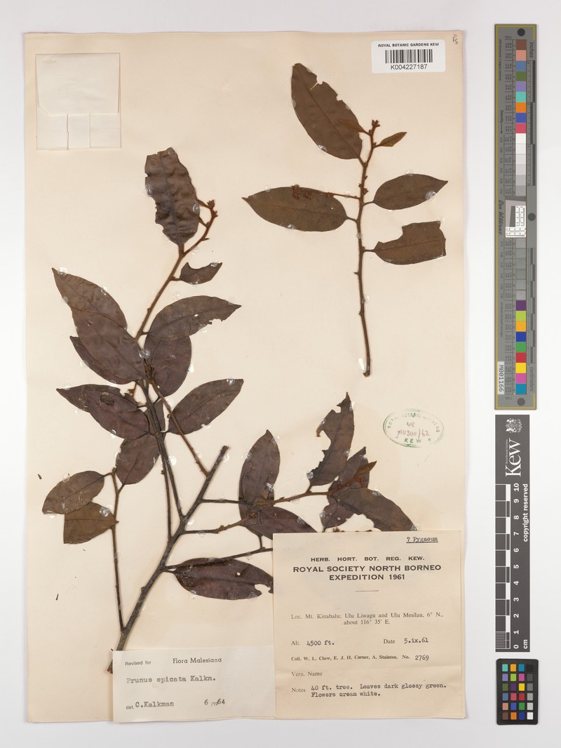 Prunus spicata photo 2