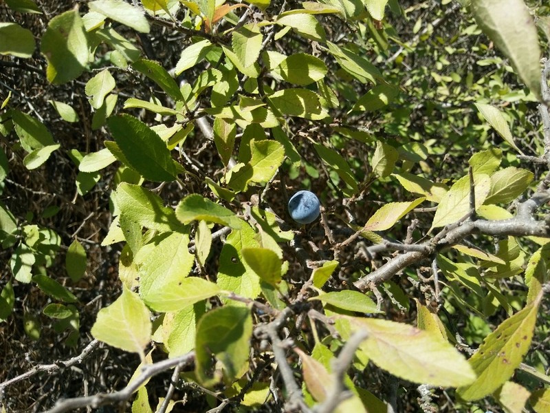 Blackthorn photo 3