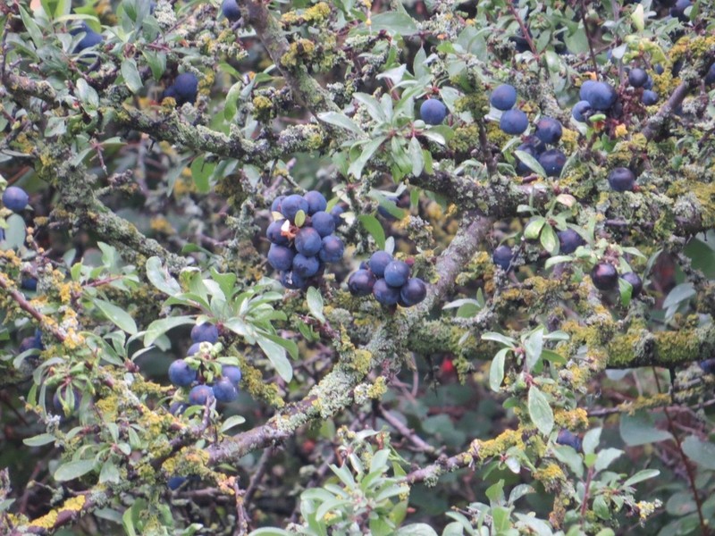 Blackthorn photo 4