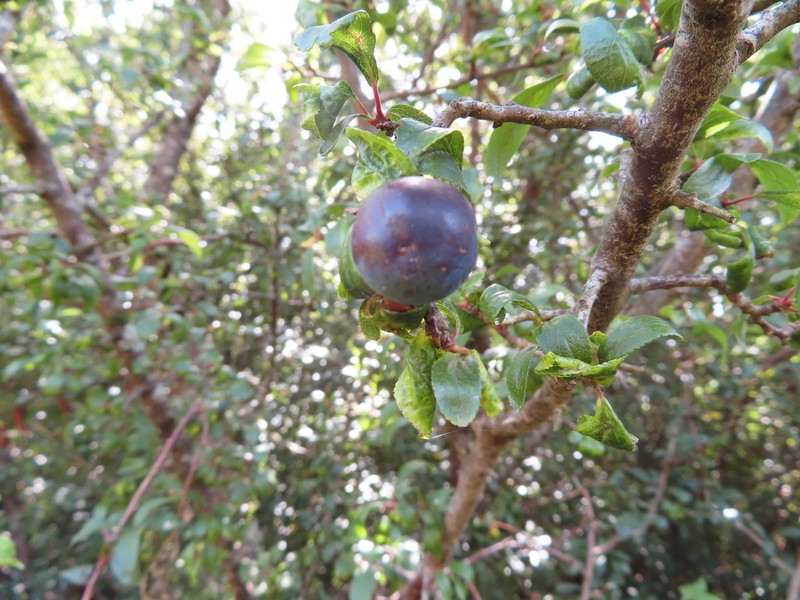 Blackthorn photo 5