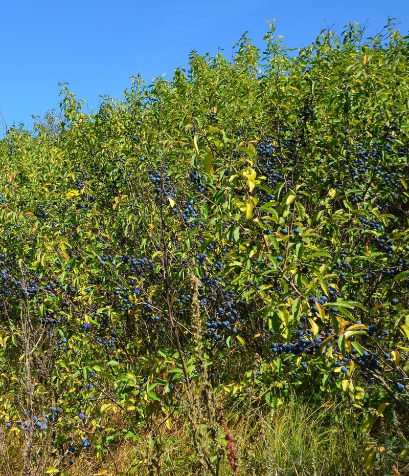 Blackthorn photo 6