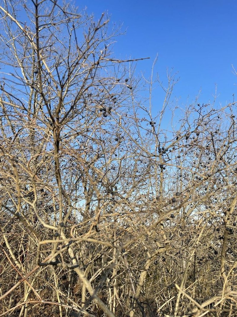 Blackthorn photo 7