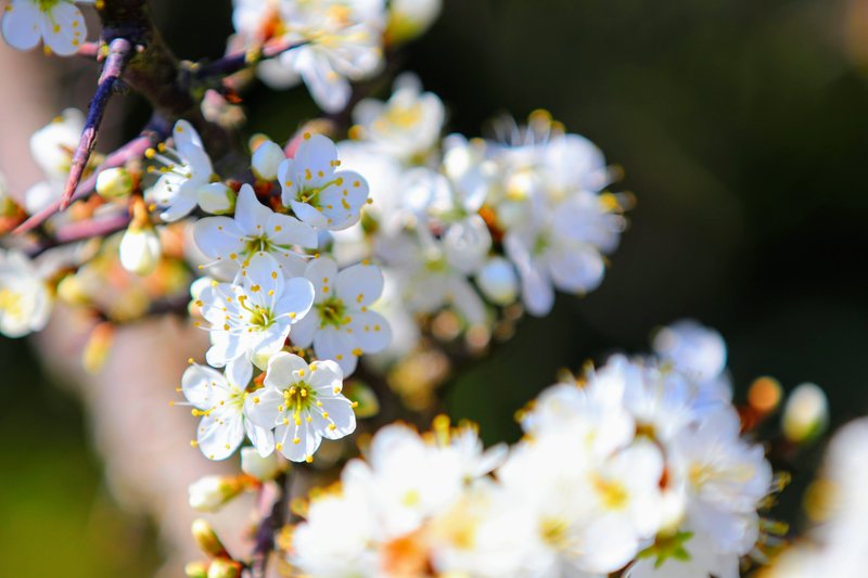 Blackthorn photo 3