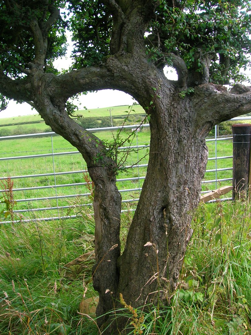 Blackthorn photo 4