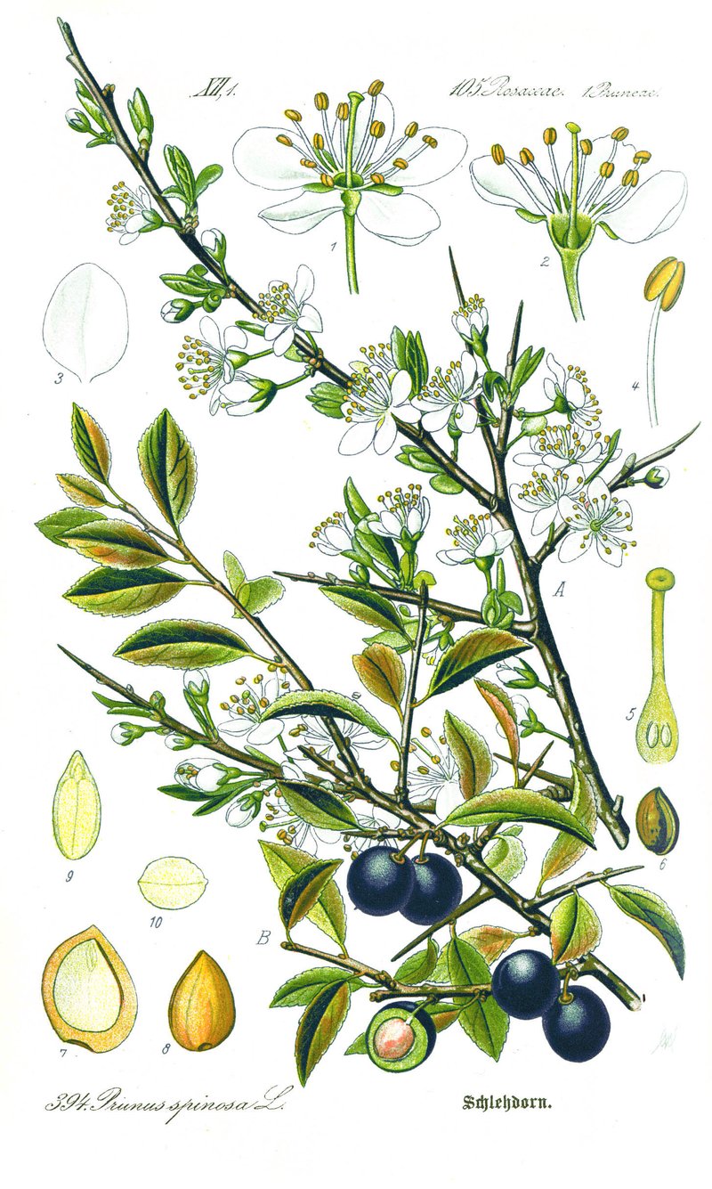 Blackthorn photo 2