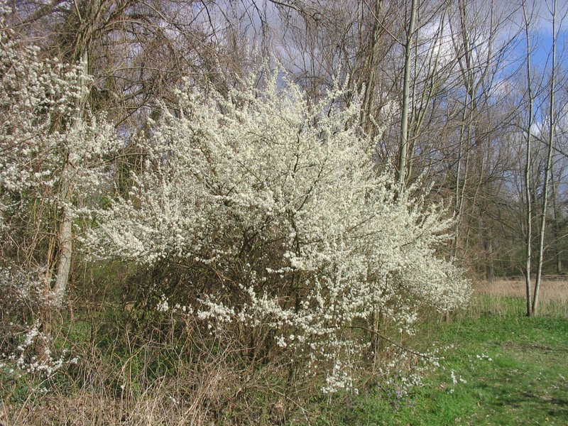 Blackthorn photo 5