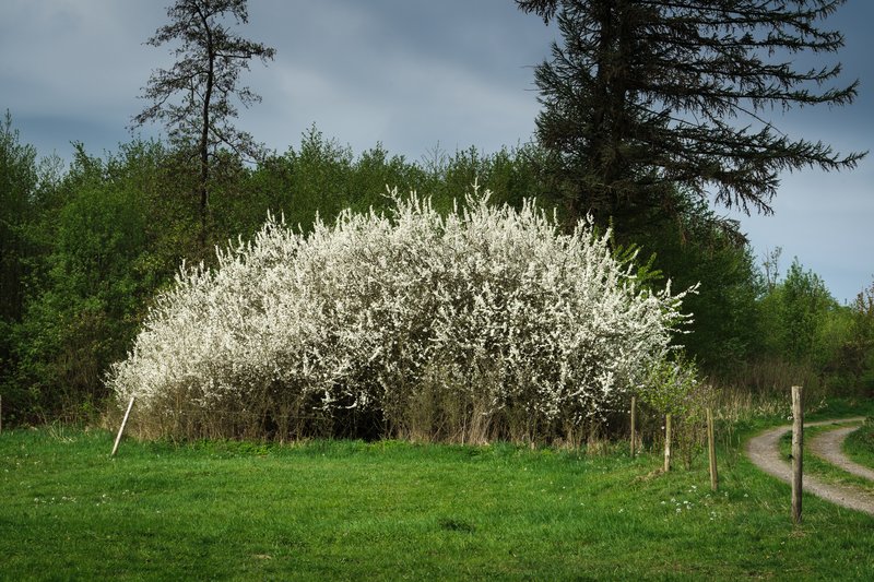 Blackthorn photo 6
